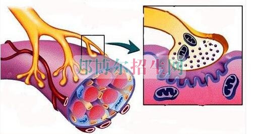 成都什么麻醉学学校好