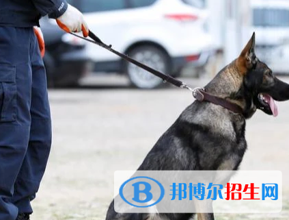 警犬技术专业好吗?